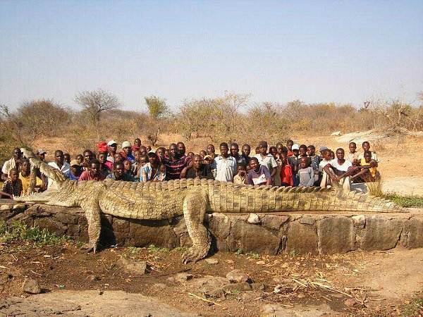 Afrikaanse krokodil