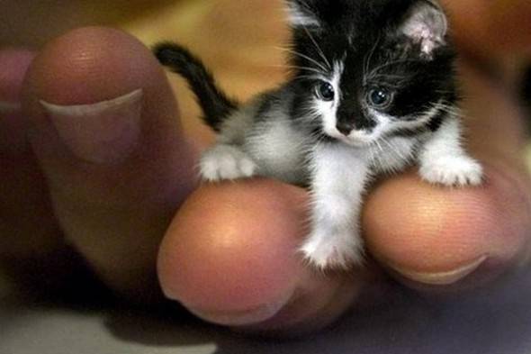 Bestaan katjes echt zo klein?