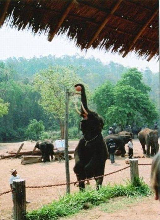 Olifant snapt het spelletje basketbal