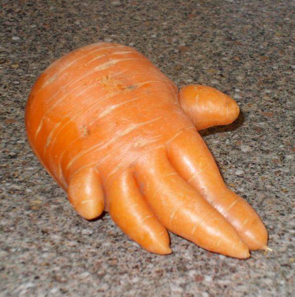 Handige wortel