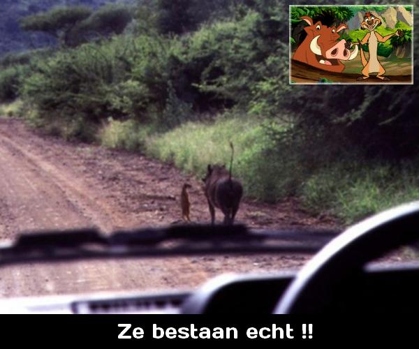 Timon en Pumba bestaan echt!