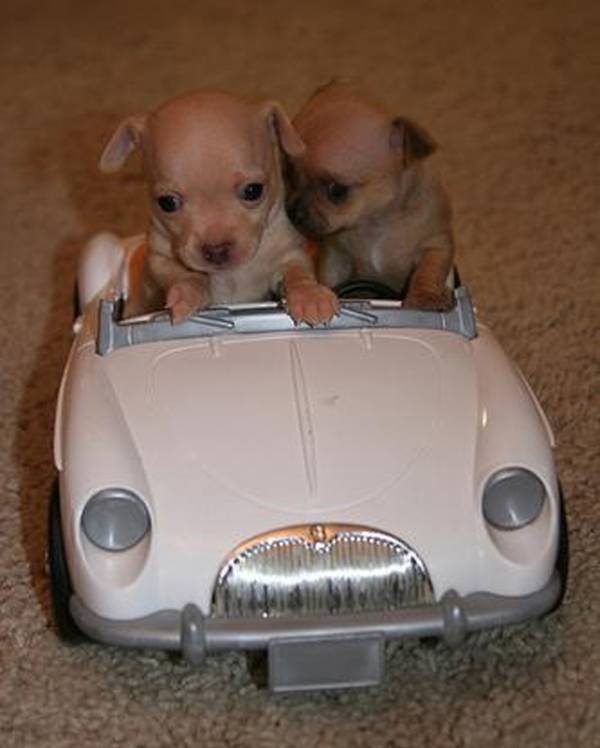 2 puppies in een autootje