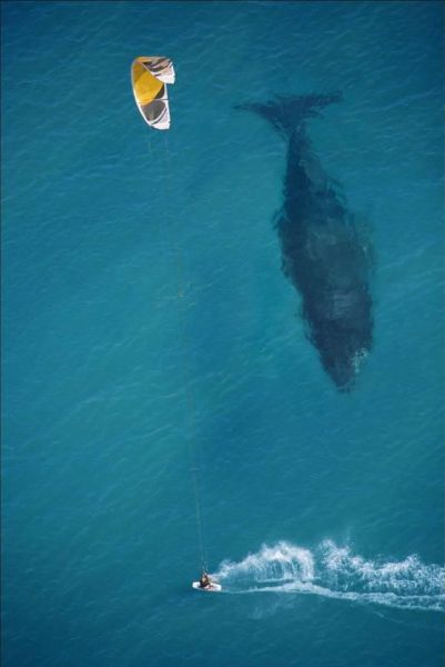 Kite surfer en walvis in Zuid Afrika
