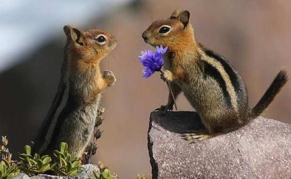 Romantische eekhoorntjes