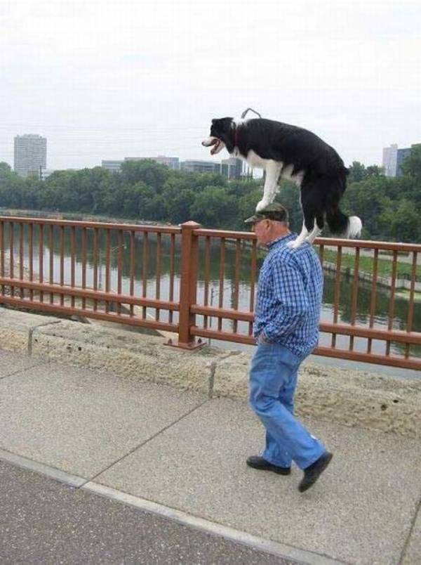 Hond maakt een wandeling op zijn baasje