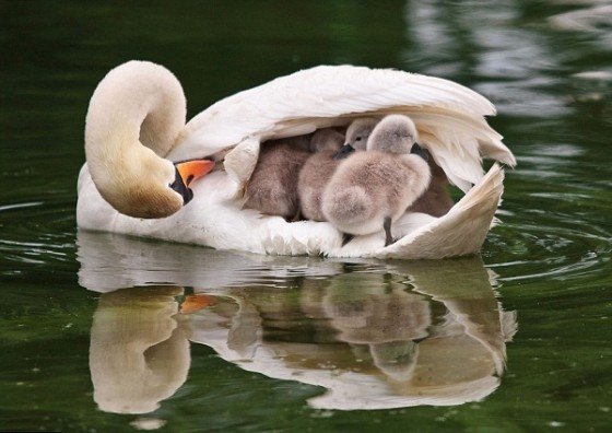 Moeder zwaan met haar kleintjes