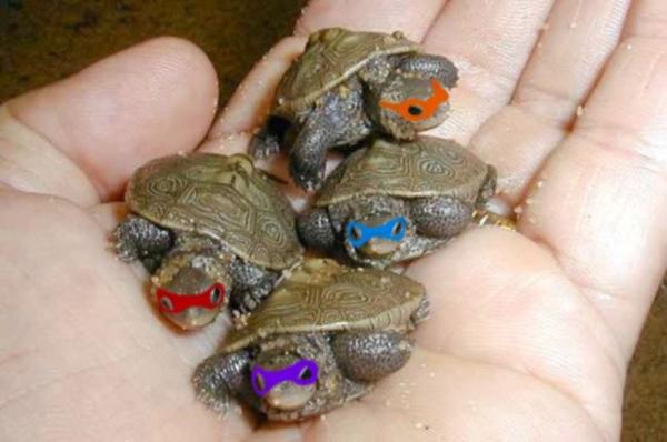 Ninja Turtles in het echt