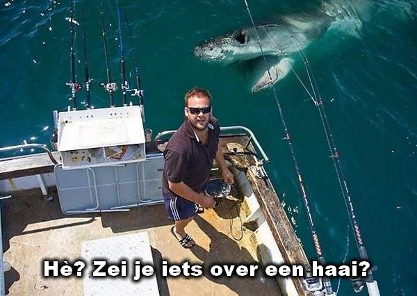 Zag jij een haai? Waar dan?