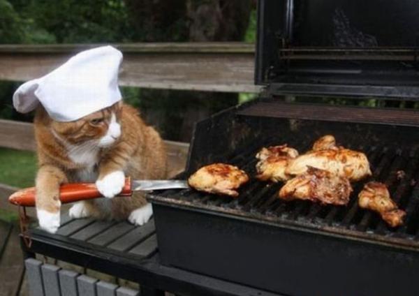 Chef poes is aan het BBQen