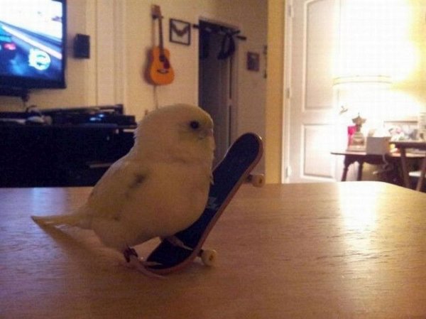 Skater vogeltje