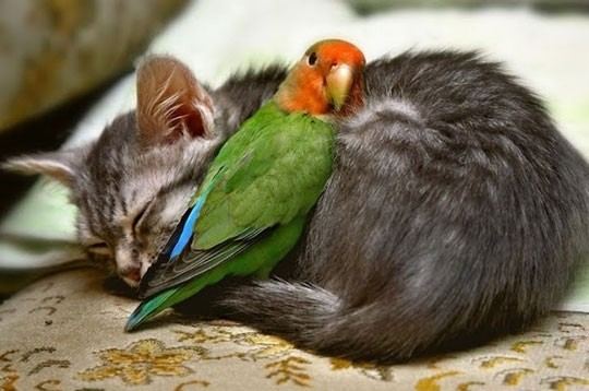 Vriendschap tussen een kat en een vogel
