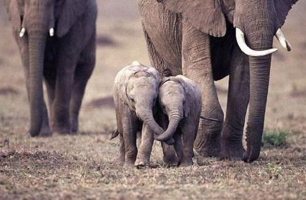 Verliefde olifantjes