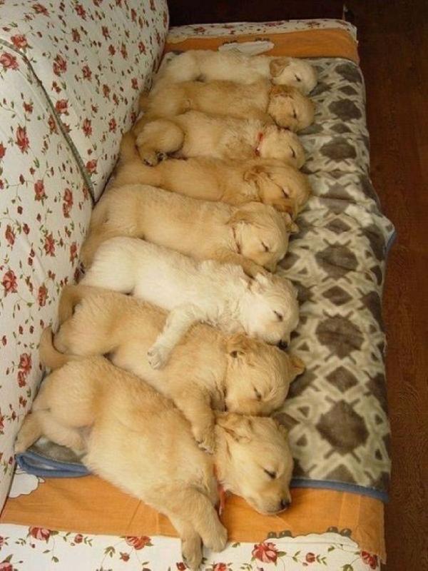 Schattige slapende puppies