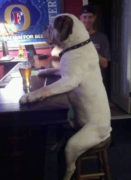 Met de hond naar het cafÃ©