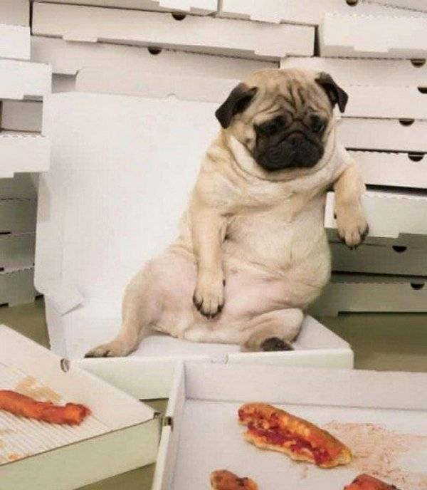 Hond zit vol van de pizza