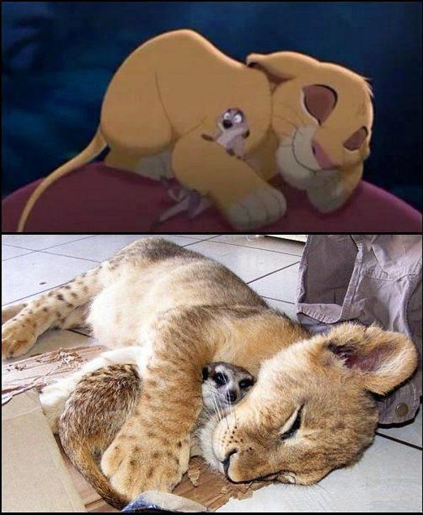 Lion King in het echt