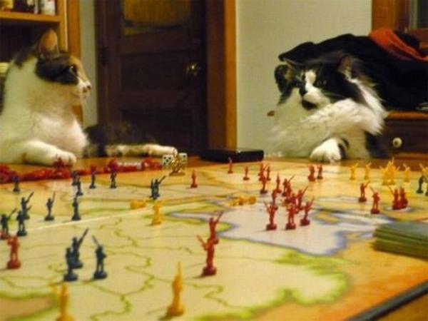 Katten spelen Risk