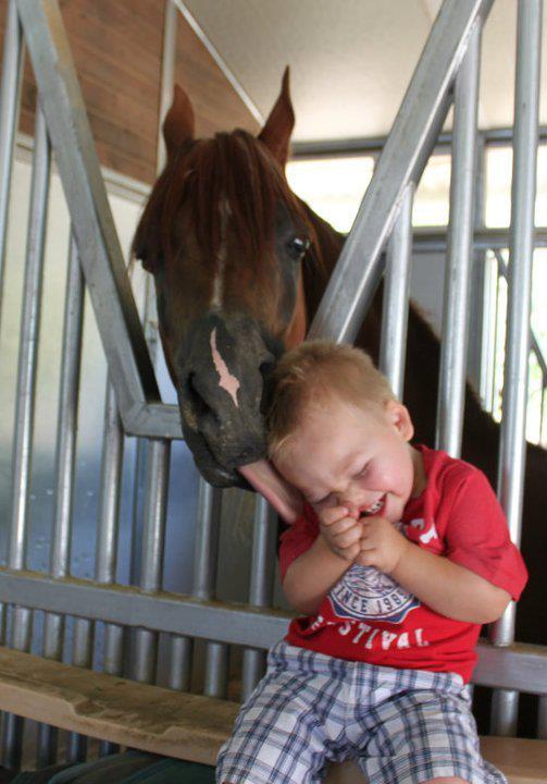 Jongetje krijgt een lebber van een paard