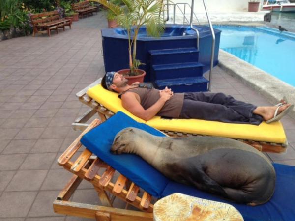 Samen met zeehond bij het zwembad